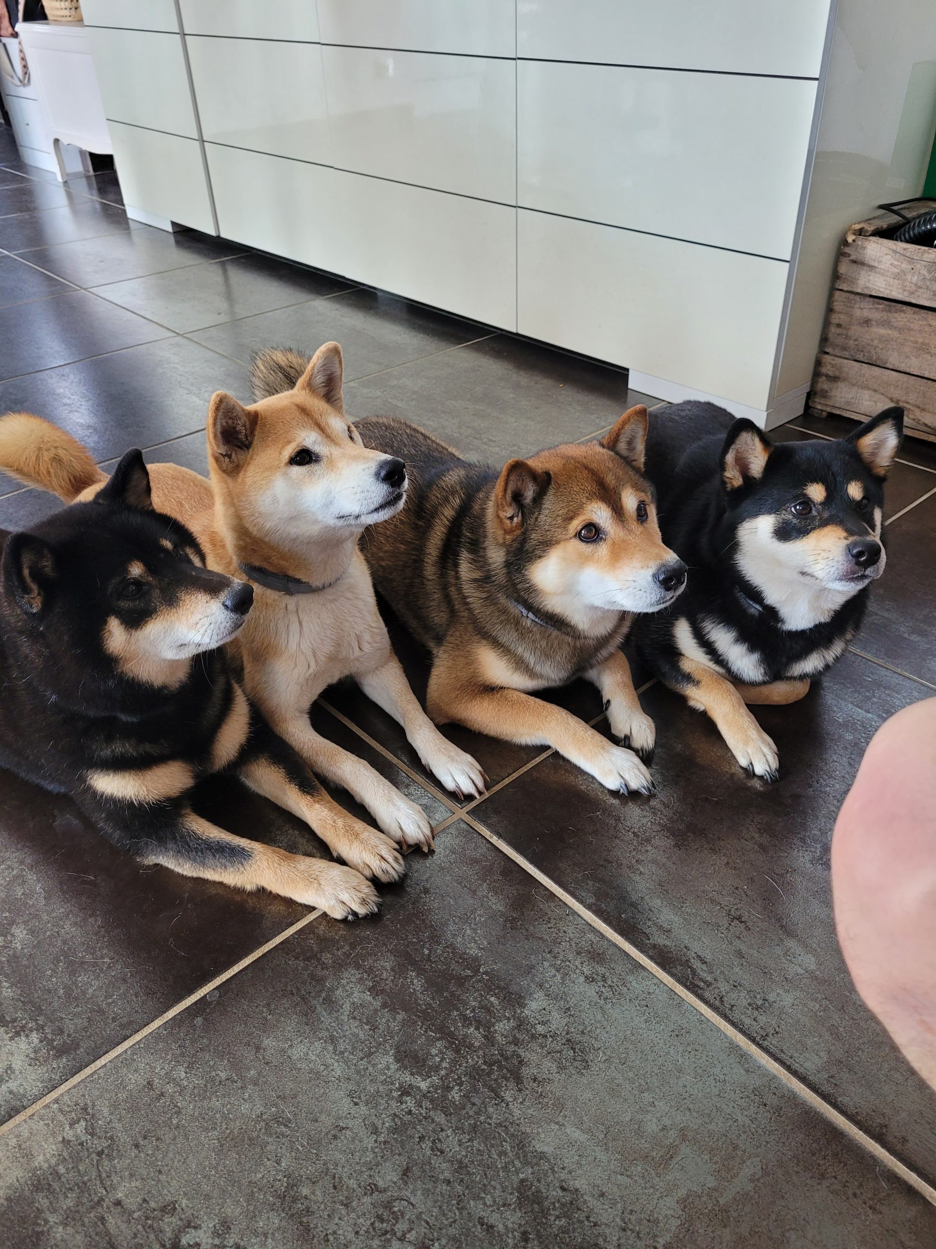 Élevage de chiens Shiba