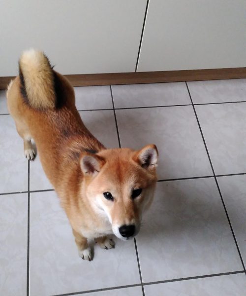 chien shiba Atsumi
