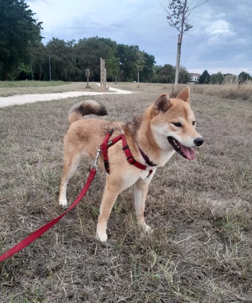chien shiba Akira