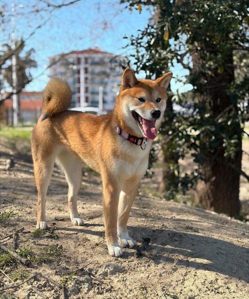 chien shiba Alita