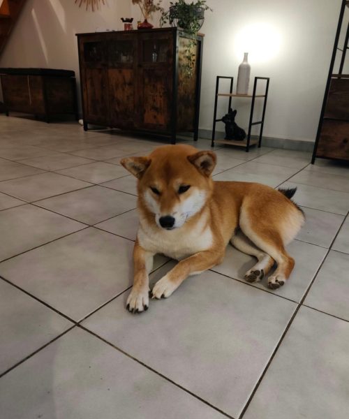 chien shiba Akami