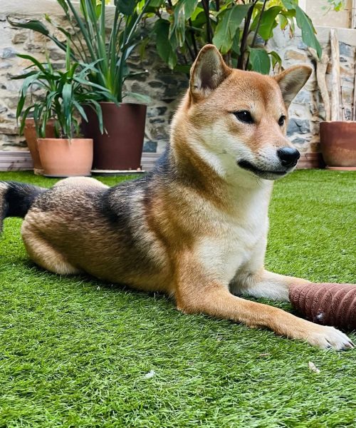chien shiba Aïka